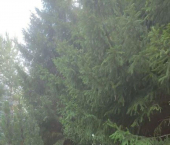 земля 16 сот 