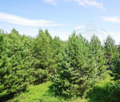 земля 8 сот Орел