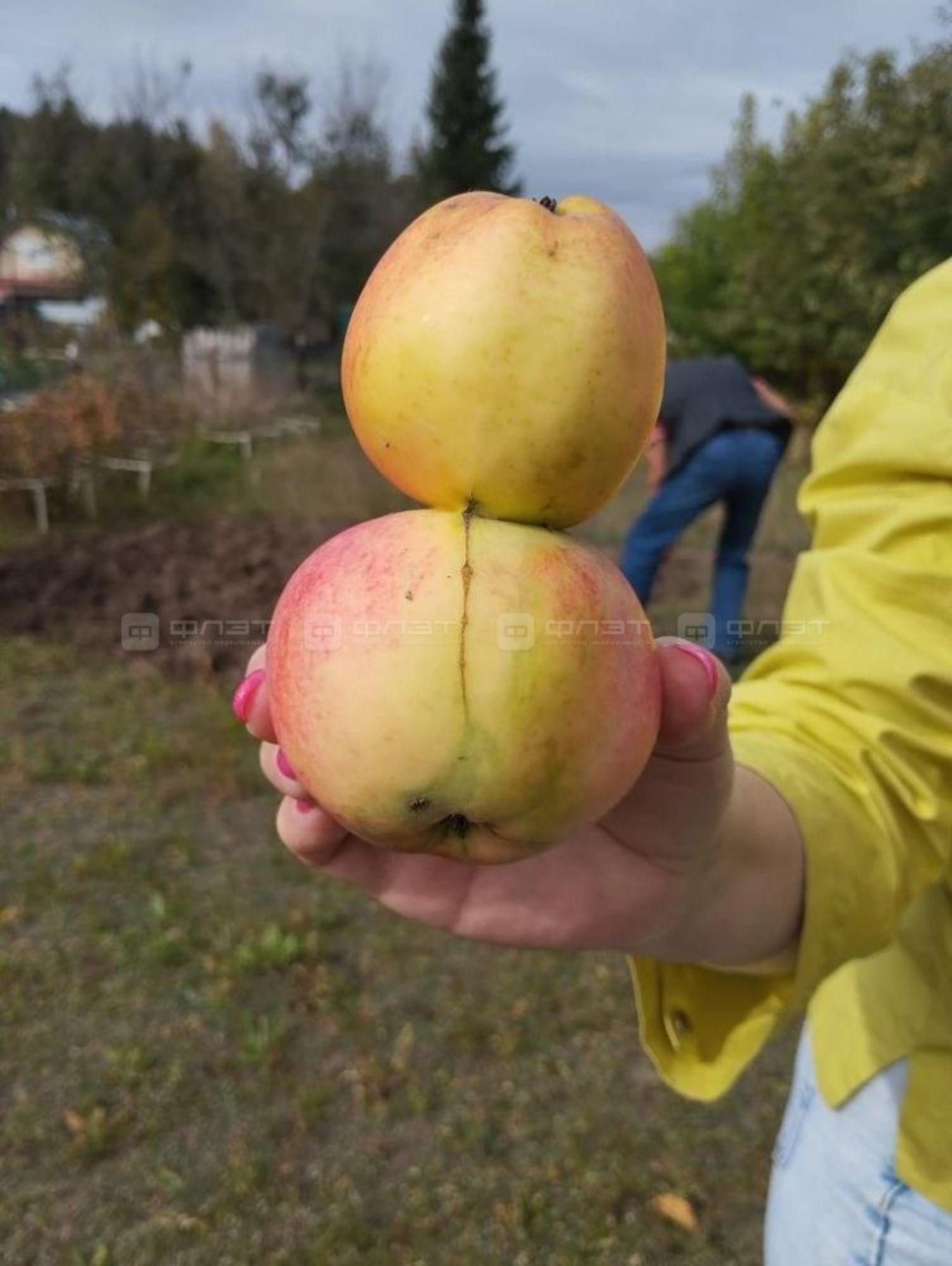 Купить дачу, дом, коттедж за 1 050 000 рублей на Участок, дом 41