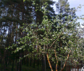 коттедж 50 кв м 
