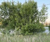 земля 12.1 сот ул. Беркутова (Константиновка), дом 62